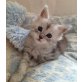 Wunderschöne Maine Coon Eisprinzessin 'Rise', Maine Coon - Katze