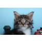Wunderschöne Maine Coon Kater , Maine Coon - Kater