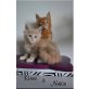 Wunderschöne Maine Coon Kitten, Maine Coon - Kater