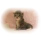 Wunderschöne Maine Coon Kitten Suchen Dich!!, Maine Coon - Kater