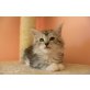 Wunderschöne Maine Coon Kitten in Silver farb, Maine Coon - Kater