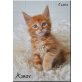 Wunderschöne Maine Coon Kitten zum schmusen!, Maine Coon - Kater