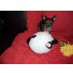 Wunderschöne Merle Chihuahua Babys, Chihuahua kurzhaariger Schlag Welpen - Rüde