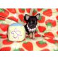 Wunderschöne Mini Chihuahua Babys, Chihuahua kurzhaariger Schlag Welpen - Hündin