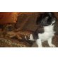 Wunderschöne Mischlingswelpen- Mama Shih Tzu - Rüde