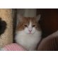 Wunderschöne Perser-Türkisch Van Jungkätzchen - Katze