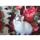 Wunderschöne Perser-Türkisch Van Jungkätzchen - Katze