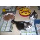 Wunderschöne Perserbabys, Perser - Kater