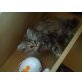 Wunderschöne Perserkatzen mit viel Nase, Perser - Katze