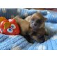 Wunderschöne Pomeranian Babys , Zwergspitz Welpen - Hündin