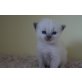 Wunderschöne Ragdoll Kitten, Ragdoll - Kater