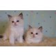 Wunderschöne RagdollKitetn, Ragdoll - Katze