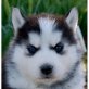 Wunderschöne Reinrassige Siberian Husky Welpe, Siberian Husky Welpen - Hündin