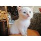 Wunderschöne Siam - Perser mix Kitten - Katze