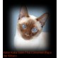 ♥ Wunderschöne♥ Siam- Thai-Cinnamon ♥ Siam-Pe - Katze