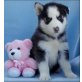 Wunderschöne Siberian Husky Welpen, Siberian Husky - Rüde