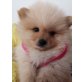 Wunderschöne echte Pomeranian Boo Babys , Zwergspitz Welpen - Rüde