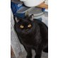 Wunderschöne junge schwarze Bkh Katze mit Sta - Katze