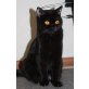 Wunderschöne junge schwarze Bkh Katze mit Sta - Katze