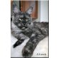 Wunderschöne liebe Maine Coon Kastratinnen, Maine Coon - Katze