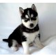 *Wunderschöne sibirische Husky Welpen zur Ver, Siberian Husky - Rüde