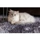 Wunderschöne silber tabby Perserkatze!, Perser mit Nase - Katze