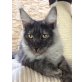 Wunderschöner Bub mit sehr viel Silber!, Maine Coon - Kater