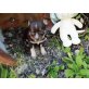 Wunderschöner Chihuahuarüde schoko/tan, Chihuahua kurzhaariger Schlag Welpen - Rüde