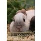 Wunderschöner Kaninchenbock Nougat, Zwergkaninchen Siam - männlich