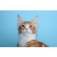 Wunderschöner Maine Coon Kater Findus , Maine Coon - Kater
