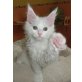 Wunderschöner reinrassiger Maine Coon Kater, Maine Coon - Kater