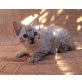 Wunderschönes Bengal, Bengalkatze - Kater