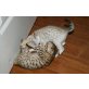 Wunderschönes Bengal, Bengalkatze - Katze