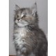 Wunderschönes Buntes Maine coon Girl, Maine Coon - Katze