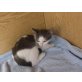 Wunderschönes, Kartäusermix Katzenbaby 10Wo.abzug!!! - Katze