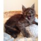 Wunderschönes Maine Coon Katerchen 'Earl Grey, Maine Coon - Kater