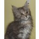 Wunderschönes,buntes Girl, Maine Coon - Katze