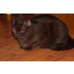 Wunderschönes schoko Bkh Katze sucht ein ruhi - Katze