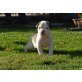 Wundervoll american bulldog Welpen (Rüd/Hünd), American Bulldog Welpen - Rüde