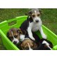 Wundervolle Beagle Welpen, Beagle Welpen - Rüde