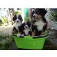 Wundervolle Berner Sennen Welpen, Berner Sennenhund Welpen - Rüde
