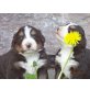 Wundervolle Berner Sennenwelpen, Berner Sennenhund Welpen - Hündin