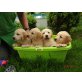 Wundervolle Golden Retriever Welpen, Golden Retriever Welpen - Hündin