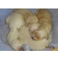 Wundervolle Golden Retriever Welpen, Golden Retriever Welpen - Rüde