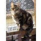 Wunderwuzi Kenai, Hauskater - Kater