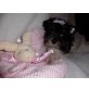 Wunfderschöne Biewer Yorkshire Mädchen, Biewer Yorkshire Terrier a la pon pom Welpen - Hündin