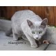 Wurf 1/4, Russisch Blau - Katze