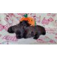 Wurf A, Scottish Terrier Welpen - Rüde
