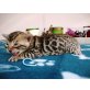 Wurf, Bengalkatze - Kater