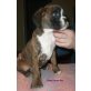 Wurf D, Boxer - Rüde